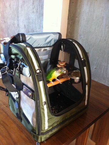 Pico's bird backpack.