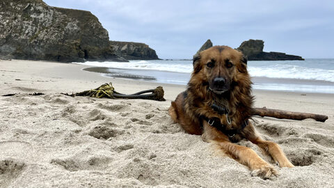 Hana relaxing on a secluded beach in Gualala, California