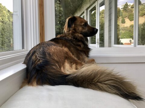 Hana's tail looking especially magnificant on the bench at the base of our gallery staircase