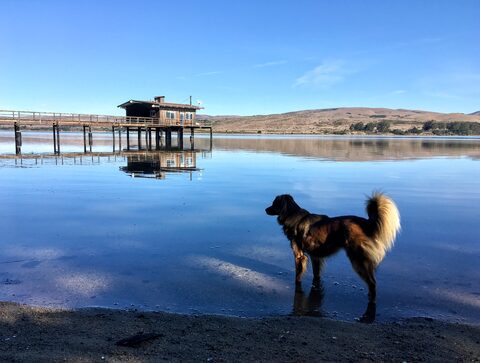 Hana at Dancing Coyote Beach in Inverness
