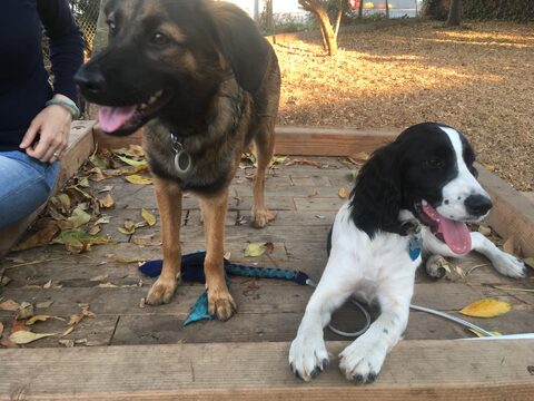 Hana with her puppy BFF Kaelin, taking a break from playing at Progress Park