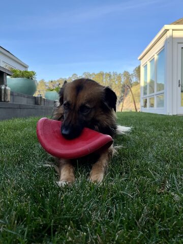 Hana with one of her favorite outdoor toys, a Kong branded frisbee (or "the lips" as it is termed in our home)