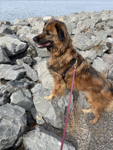 Hana on the lookout for ground squirrels at the Emeryville Marina
