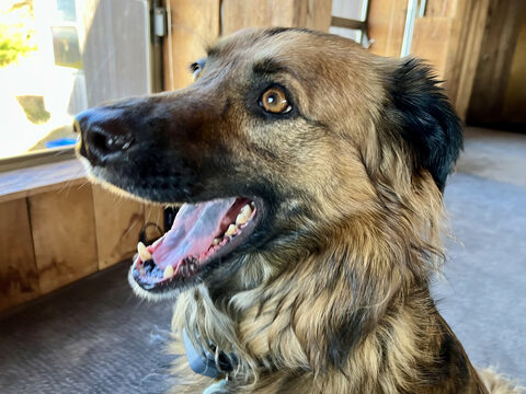 Hana giving concerned Pac-Man mouth, at our AirBnb in Gualala