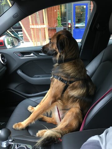 Hana sits like a person in the passenger seat of the car