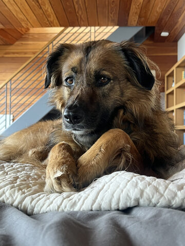 Hana with adorably folded paws on our bed