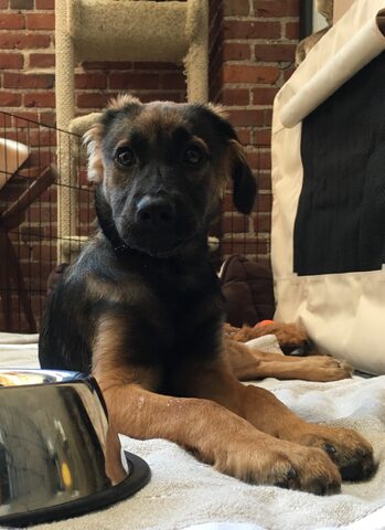 We got Hana in July of 2017! Here is her looking very proper and serious in her puppy pen