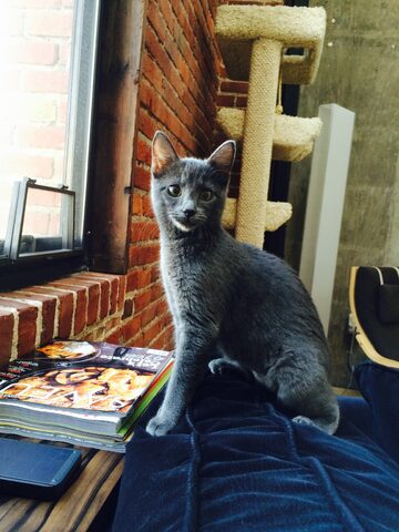 Maki explores her new home in Dogpatch! An adorable kitten strabisthmus