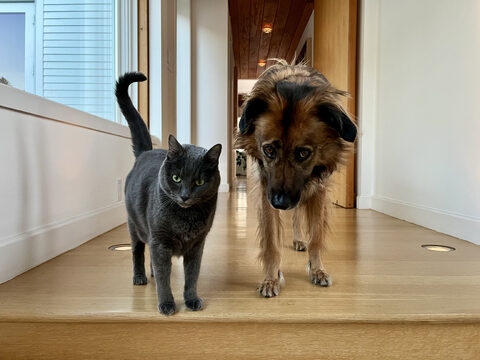 Maki comes to summon me for dinner; Hana comes to guard me from Maki