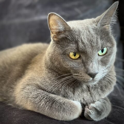 Maki showing some emphatic heterochromia