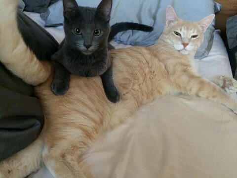 Momo a little unsure about the merits or demerits of having a new baby sister cat