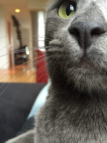 Closeup of Maki's adorable face