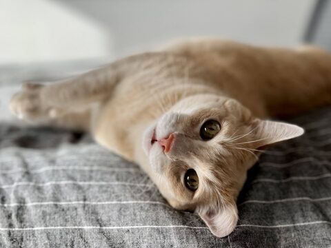 Momo gazes soulfully from the guest room bed