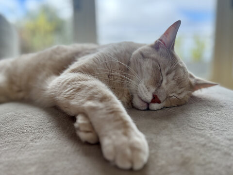 Momo napping on the chaise