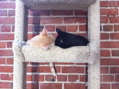 Baby kitten Momo and old lady Moy-chan, in a rare moment of feline harmony