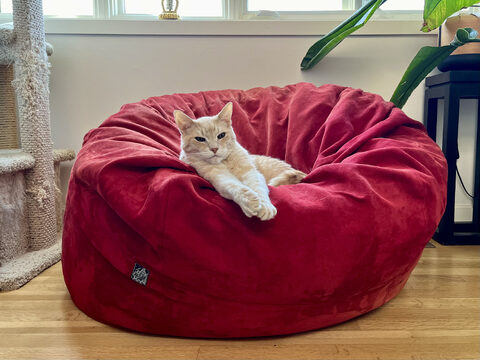 Momo chillin' on a Lovesac beanbag chair