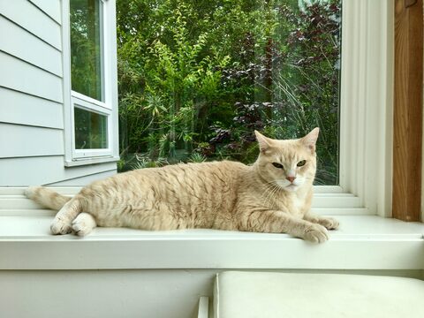 Momo framed by beautiful late summer foilage