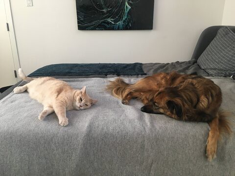 Momo and Hana peaceably coexisting