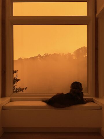 Hana surveying the end of the world on pandemic wildfire smoke day in 2020